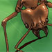 Leafcutter Ant Colony