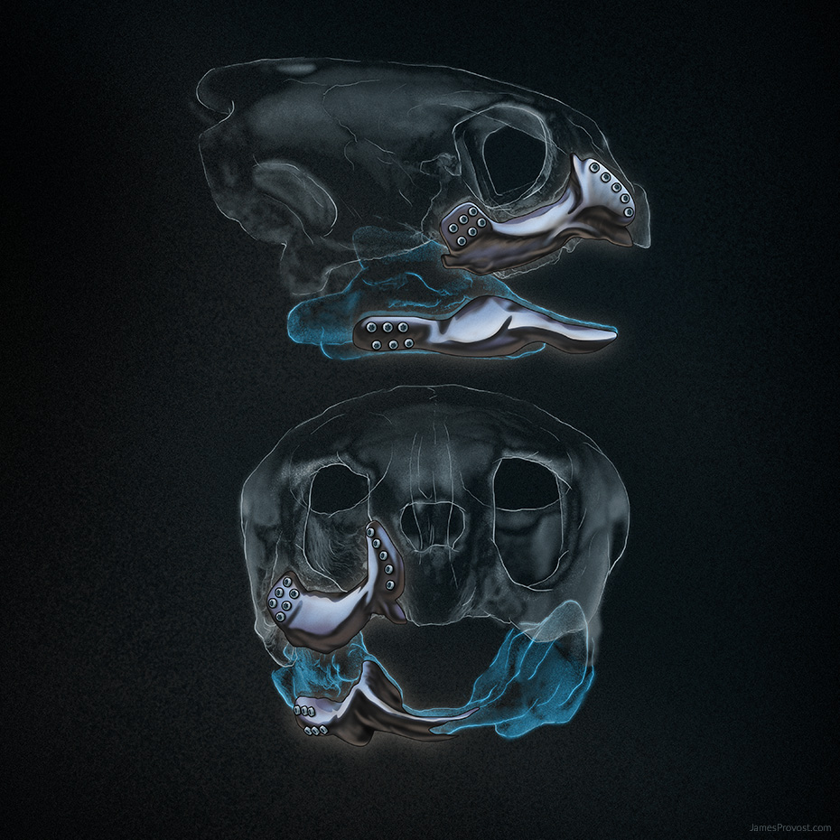 3D-Printed Turtle Jaw
